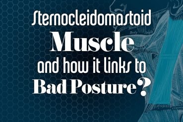 SternocleidomastoidMuscleAndlinkToBadPosture-1