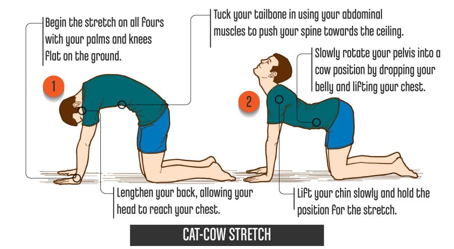 CatCowStretch