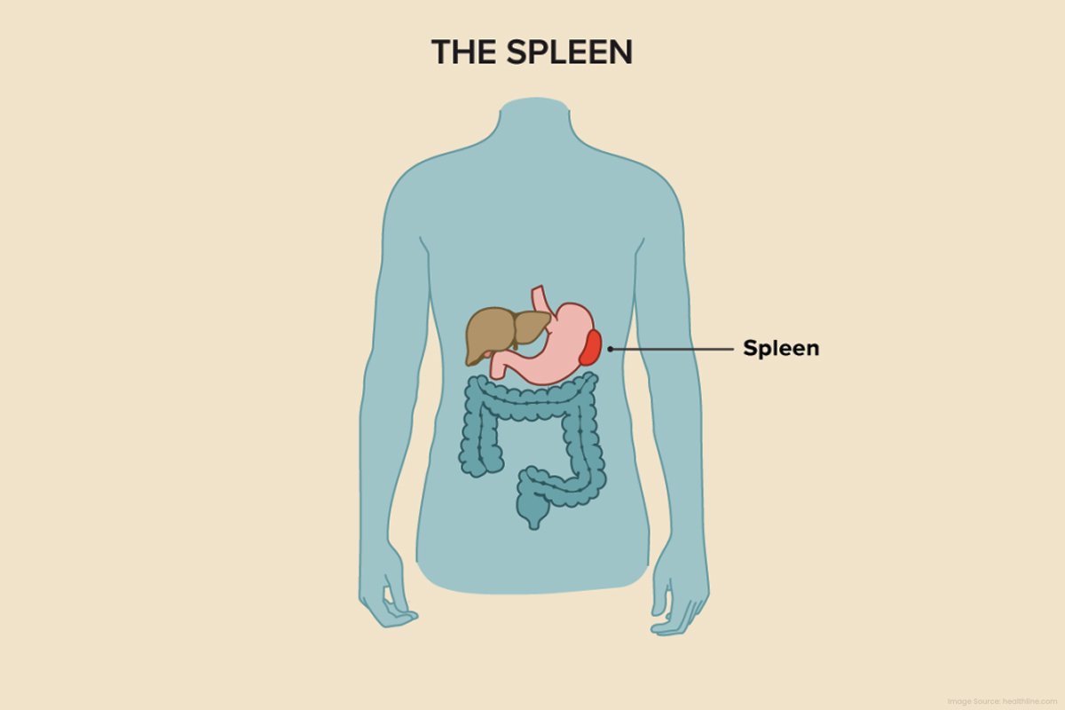 7 -Spleen