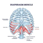 Diaphragm